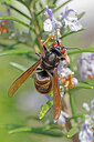 BUITEN BEELD Foto: 452635
