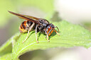 BUITEN BEELD Foto: 452636