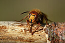 BUITEN BEELD Foto: 452637