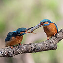 BUITEN BEELD Foto: 453024