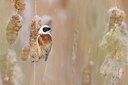 BUITEN BEELD Foto: 453245