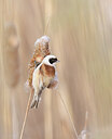 BUITEN BEELD Foto: 453246