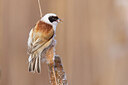 BUITEN BEELD Foto: 453247