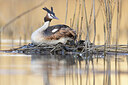 BUITEN BEELD Foto: 453249