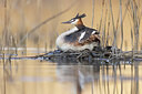 BUITEN BEELD Foto: 453250