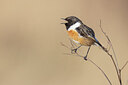 BUITEN BEELD Foto: 453254