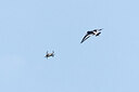 BUITEN BEELD Foto: 453256