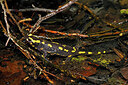 BUITEN BEELD Foto: 453257