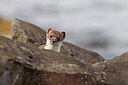 BUITEN BEELD Foto: 453258