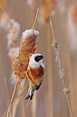 BUITEN BEELD Foto: 453264
