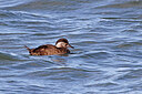 BUITEN BEELD Foto: 453287