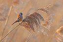 BUITEN BEELD Foto: 453306