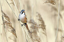 BUITEN BEELD Foto: 453310