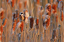 BUITEN BEELD Foto: 453324