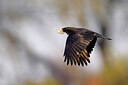 BUITEN BEELD Foto: 453349