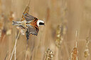 BUITEN BEELD Foto: 453357