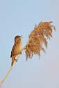 BUITEN BEELD Foto: 453383