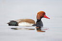 BUITEN BEELD Foto: 453425