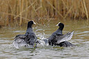 BUITEN BEELD Foto: 453442