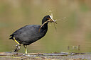 BUITEN BEELD Foto: 453451