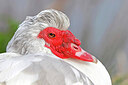 BUITEN BEELD Foto: 453453
