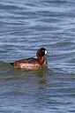 BUITEN BEELD Foto: 453506
