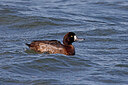 BUITEN BEELD Foto: 453507