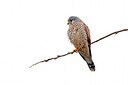 BUITEN BEELD Foto: 453508