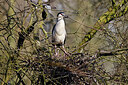 BUITEN BEELD Foto: 453517