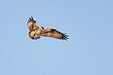 BUITEN BEELD Foto: 453520