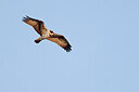 BUITEN BEELD Foto: 453521