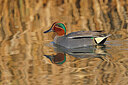 BUITEN BEELD Foto: 453533