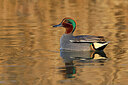 BUITEN BEELD Foto: 453534