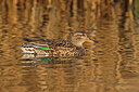 BUITEN BEELD Foto: 453535