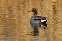 BUITEN BEELD Foto: 453536