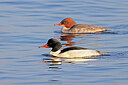 BUITEN BEELD Foto: 453562