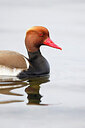 BUITEN BEELD Foto: 453571