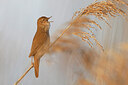 BUITEN BEELD Foto: 453578