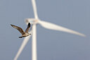 BUITEN BEELD Foto: 453586