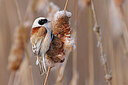 BUITEN BEELD Foto: 453595