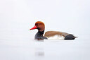 BUITEN BEELD Foto: 453596