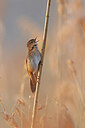 BUITEN BEELD Foto: 453602