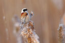 BUITEN BEELD Foto: 453606