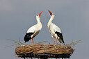 BUITEN BEELD Foto: 453614