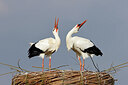 BUITEN BEELD Foto: 453615