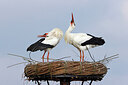 BUITEN BEELD Foto: 453617