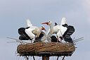 BUITEN BEELD Foto: 453620