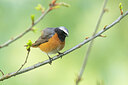 BUITEN BEELD Foto: 453640