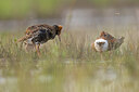 BUITEN BEELD Foto: 453642