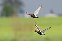 BUITEN BEELD Foto: 453655